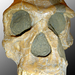 640px-Homo habilis 1.4M év Africa az első kőeszköz készítő faj