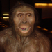 australopithecus afarensis -2.5- 4M.év-