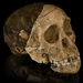Australopithecus africanus - Cast of taung child Lucy
