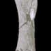 femur toxodon Carlos Amegino régész