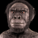 Homo habilis - forensic facial reconstruction.png