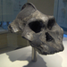 Paranthropus aethiopicus 2.5 M.év