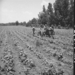 Cultivating cotton on the Delta cooperative farm. Hillhouse, Mis