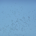 Flock of storks migrating over Istanbul, Turkey