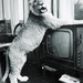 christian-the-lion-on-tv