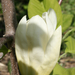 09. Magnolia