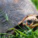 Turtle in the garden of The Legend Condos - barbados 2014