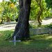 Cemetery @ St Andrew's Parish Church - Barbados 2014