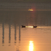 Kacsapár úszik a naplementében