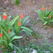 Piros tulipánok.