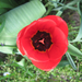 Piros tulipán.