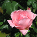 Rózsaszínű rózsa.