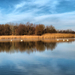 Hattyúk. Tisza-tó.