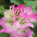 Bougainvillea