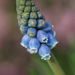 Muscari