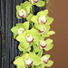 cymbidium01