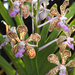 vanda mimi palmer hybrid