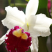 cattleya01