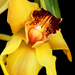 cattleya02