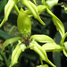 lime spider orchids