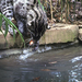 (1691-48)FishingCat