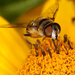 bee-collecting-pollen-10