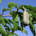 Tamarindus indica, leaves, pod