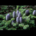 Abies Koreana