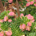 Abies koreana flowers2