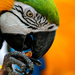 blue-and-yellow-macaw-5904-400x250