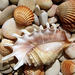 shells-and-stones-6898-400x250