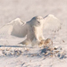 snowy-owl-winter