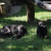 Délutáni pihenő Gorilláéknál