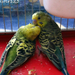 Szerelmes papagájok