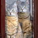 Ablakos cicák