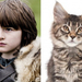 Game-Of-Thrones-Characters-as-Cats-11