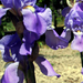 Kék Iris