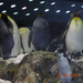 pingv.család loropark