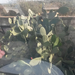 Vonat ablakból kaktusz (2)