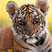 tigris tiger02