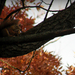 mókus ősszel