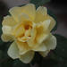 A sárga rózsám