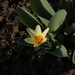 Napfürdőző tulipán