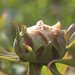 Pünközsdi rózsa bimbója