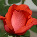 Rózsa (még egy)