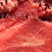 Metszlap - görögdinnye