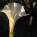 Fehér virág estefelé - angyaltrombita