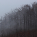 Ködös erdőszéle
