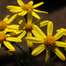 Sárga virágocskák