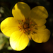 Sárga virág félig árnyékban